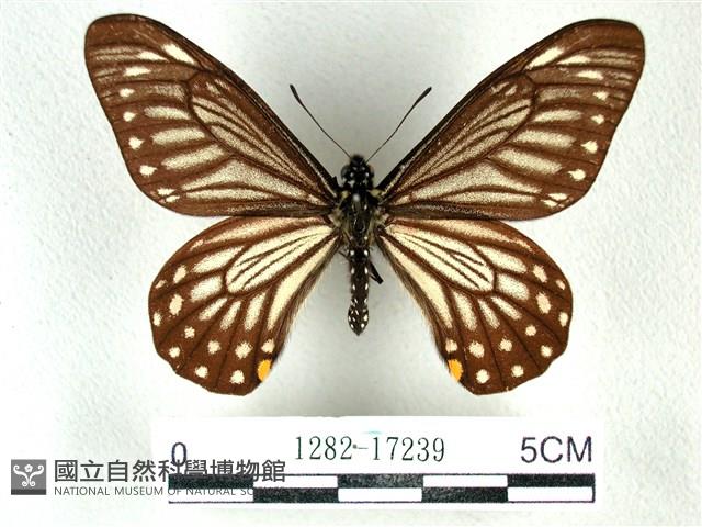 黃星斑鳳蝶藏品圖，第1張