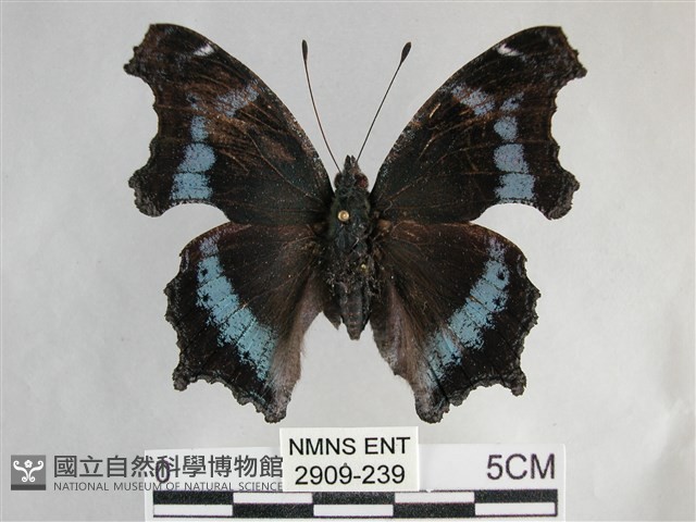 琉璃蛺蝶藏品圖，第1張
