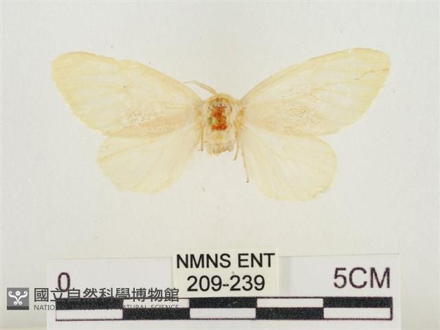 榕透翅毒蛾藏品圖，第1張