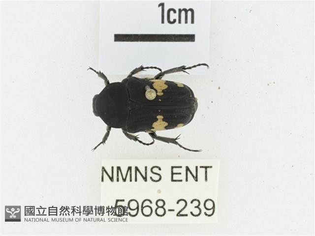 偽橫斑黑花金龜藏品圖，第1張