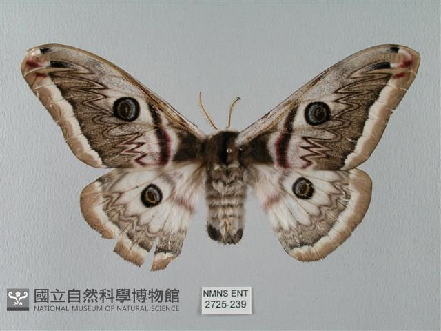 四黑目天蠶蛾藏品圖，第1張