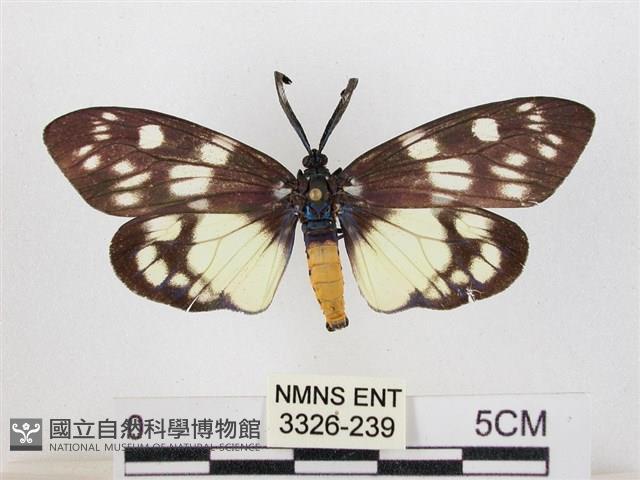 蓬萊茶斑蛾藏品圖，第1張