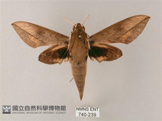 藏斜紋天蛾藏品圖，第1張