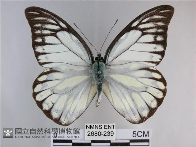 鋸粉蝶藏品圖，第1張