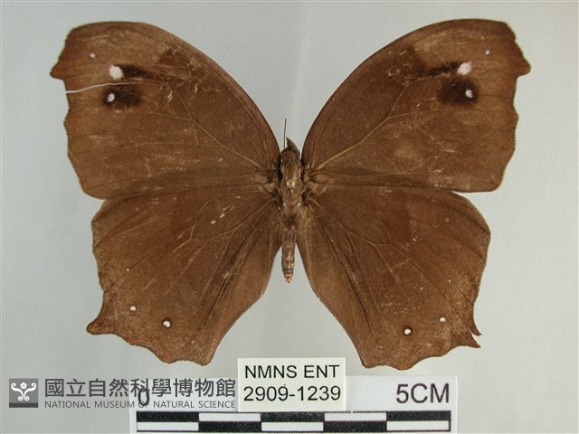 森林暮眼蝶、黑樹蔭蝶藏品圖，第1張