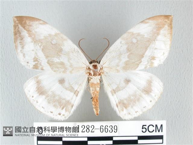 圓翅大鉤蛾藏品圖，第1張
