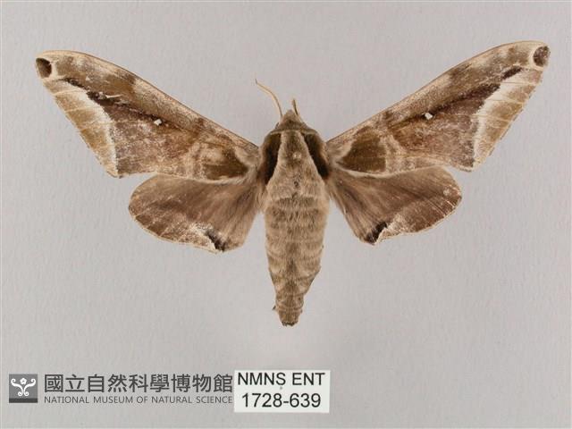 白點天蛾 藏品圖，第1張