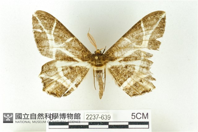 樹形尺蛾藏品圖，第1張
