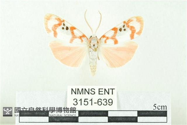 臺雪苔蛾藏品圖，第1張