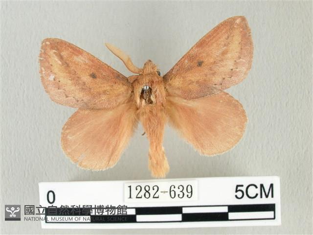 淡紋斜帶枯葉蛾藏品圖，第1張