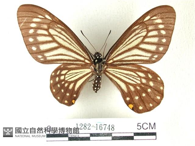 黃星斑鳳蝶藏品圖，第1張