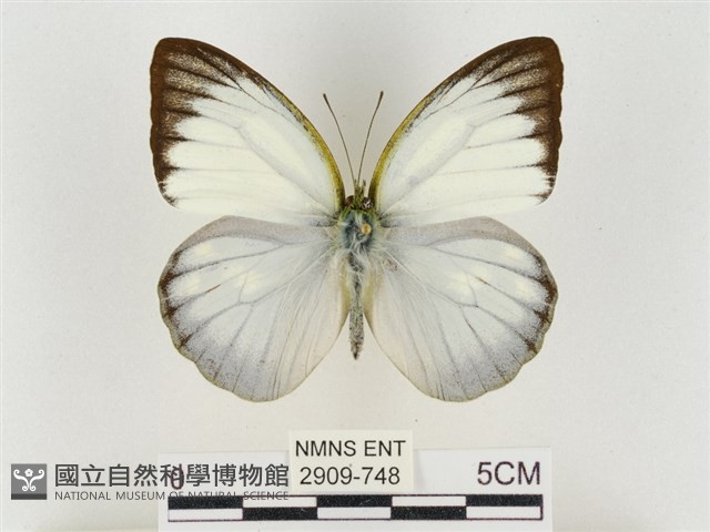 淡褐脈粉蝶藏品圖，第1張