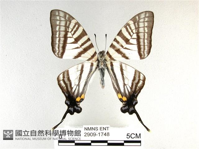 劍鳳蝶藏品圖，第1張
