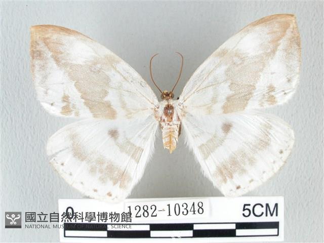 圓翅大鉤蛾藏品圖，第1張