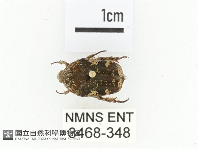 灰白點花金龜藏品圖，第1張