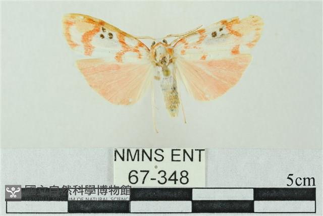 臺雪苔蛾藏品圖，第1張