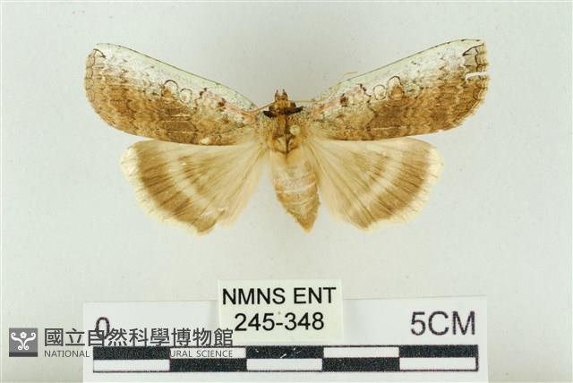臺洒波紋蛾藏品圖，第1張