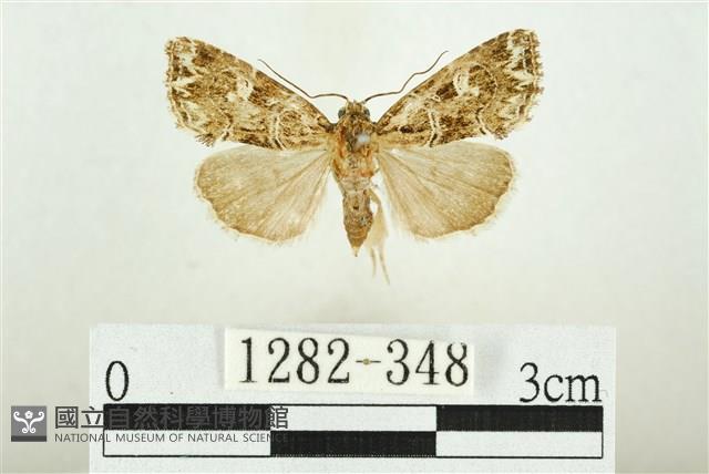 白斑散紋夜蛾藏品圖，第1張