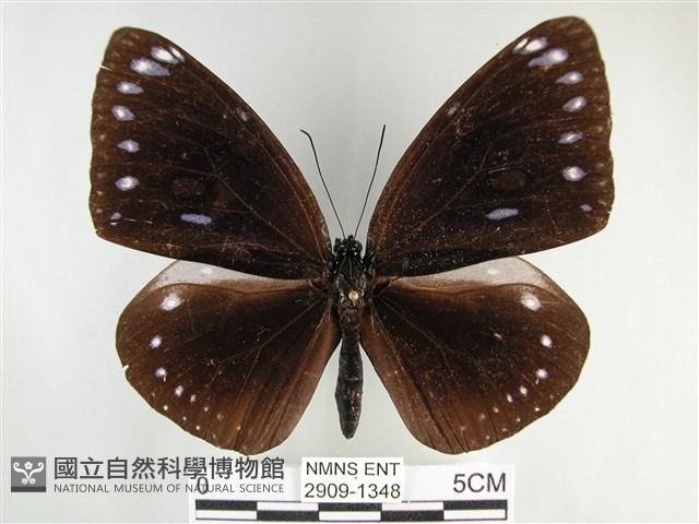 圓翅紫斑蝶藏品圖，第1張