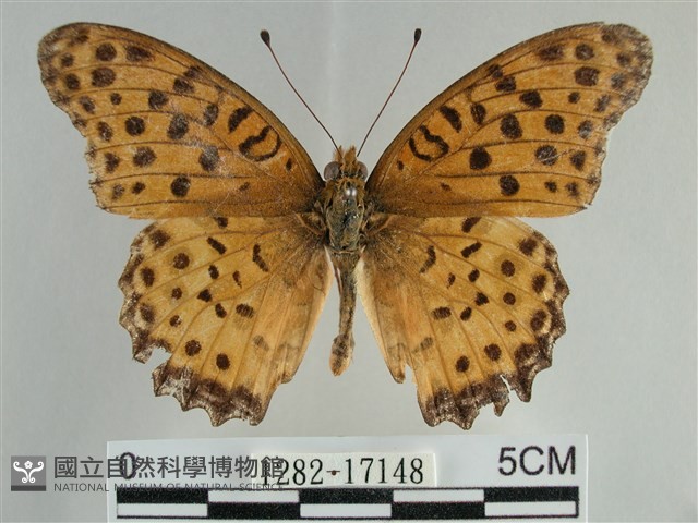 斐豹蛺蝶藏品圖，第1張