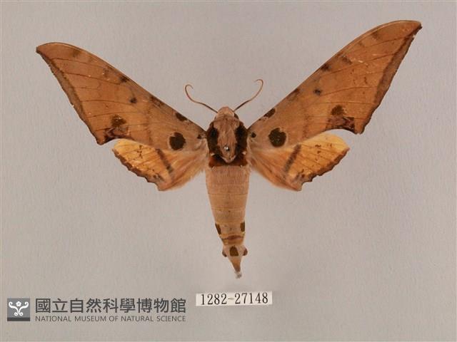 裂斑鷹翅天蛾藏品圖，第1張