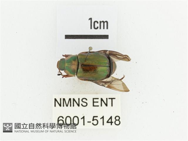 橫紋青銅金龜藏品圖，第1張