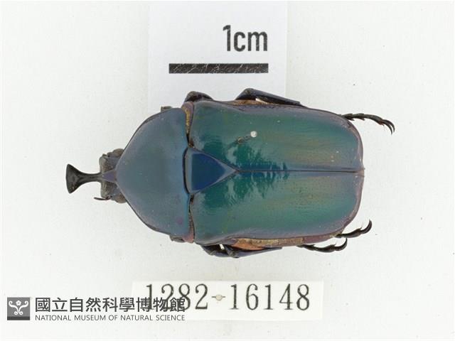 臺灣扇角金龜藏品圖，第1張