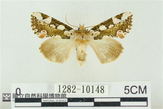 連珠波紋蛾藏品圖，第1張
