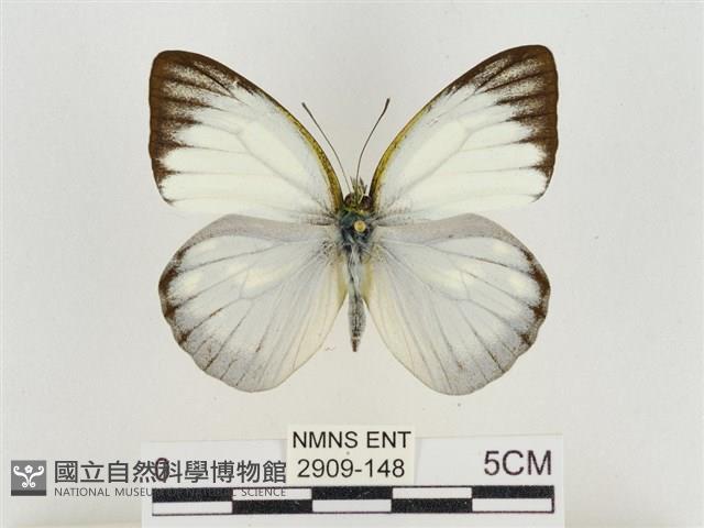 淡褐脈粉蝶藏品圖，第1張