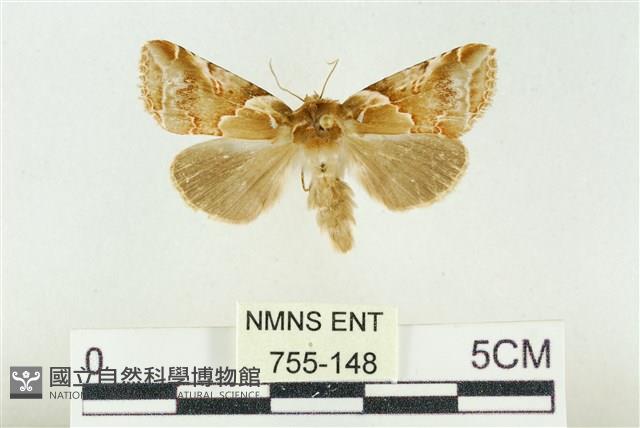 寬帶波紋蛾藏品圖，第1張