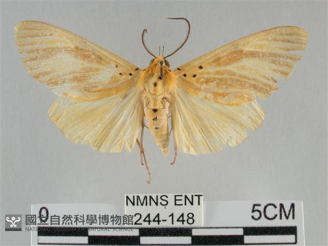 橙擬燈蛾藏品圖，第1張