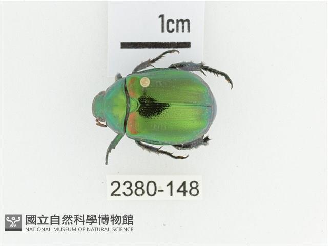 艷金龜藏品圖，第1張