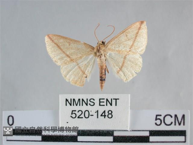 澄線尺蛾藏品圖，第1張