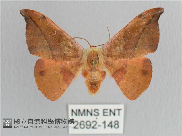 銀端帶鉤蛾藏品圖，第1張