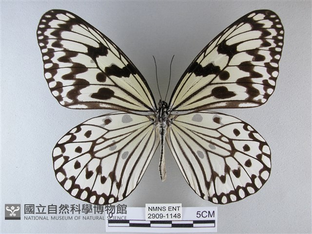 大白斑蝶藏品圖，第1張