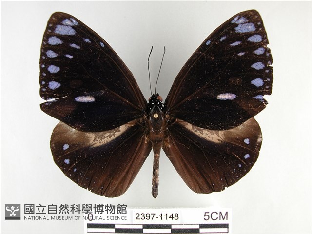 圓翅紫斑蝶藏品圖，第1張