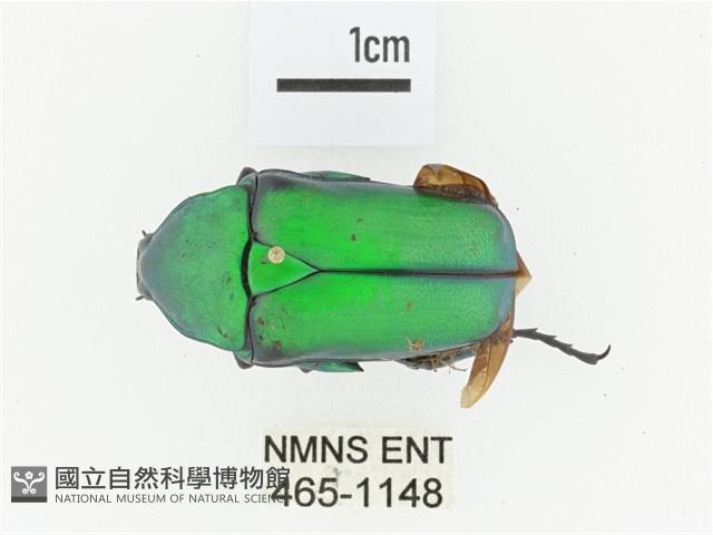 金艷騷金龜藏品圖，第1張