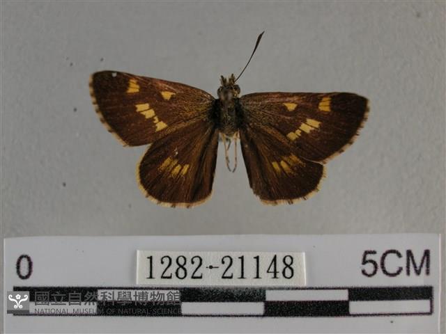 黃星弄蝶藏品圖，第1張