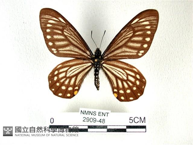 黃星斑鳳蝶藏品圖，第1張