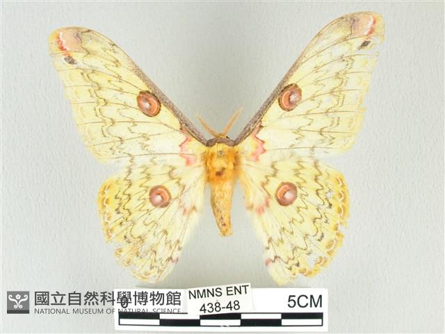 黃豹天蠶蛾藏品圖，第1張