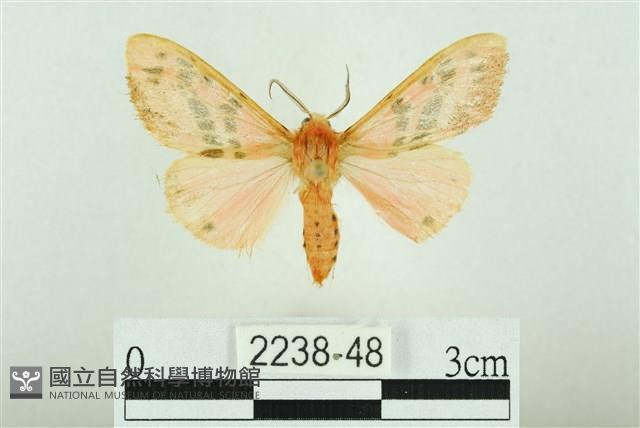 三條橙燈蛾藏品圖，第1張