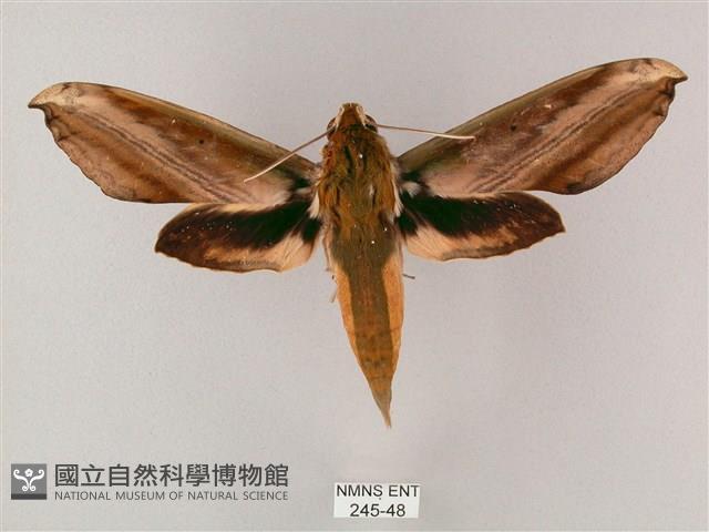 綠背斜紋天蛾藏品圖，第1張