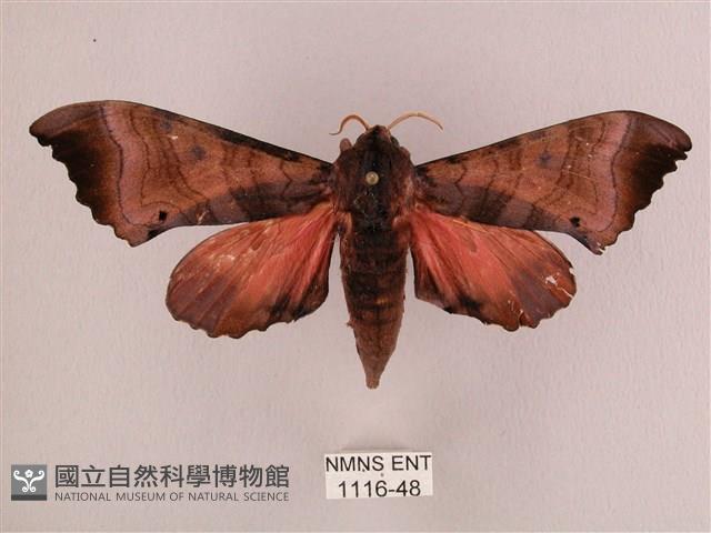 桃紅六點天蛾藏品圖，第1張