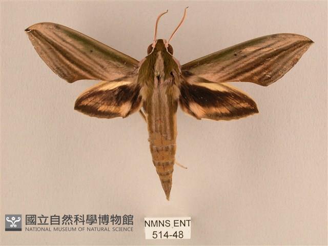 棕綠背線天蛾藏品圖，第1張