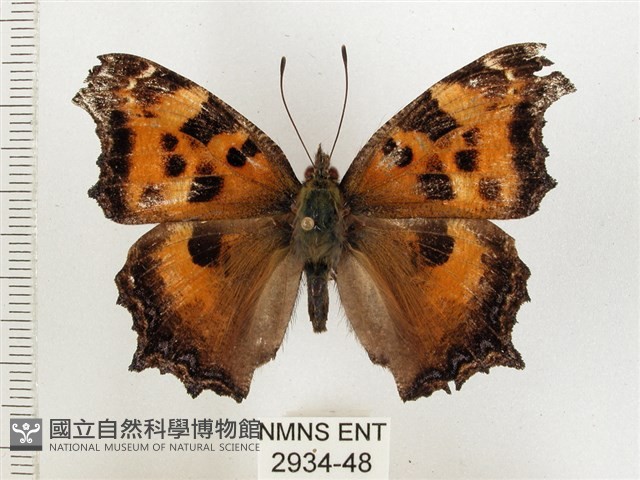 緋蛺蝶藏品圖，第1張
