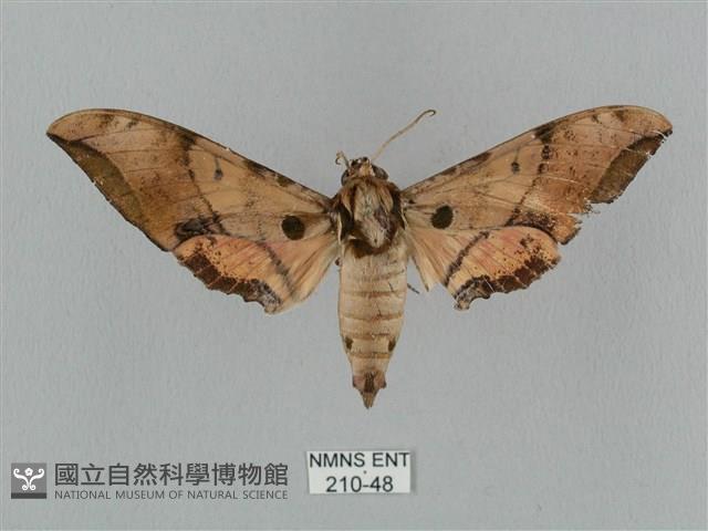 廣東鷹翅天蛾藏品圖，第1張