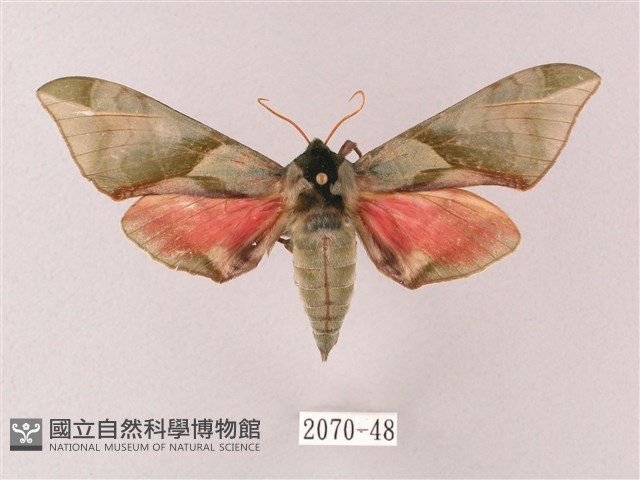 榆綠天蛾藏品圖，第1張