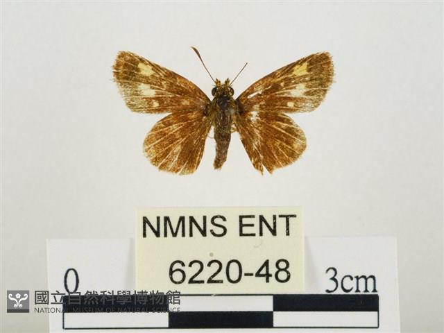 小黃星弄蝶藏品圖，第1張