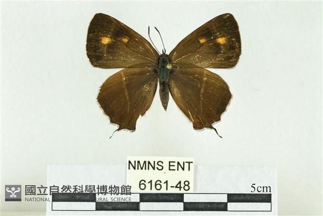 臺灣鐵灰蝶藏品圖，第1張