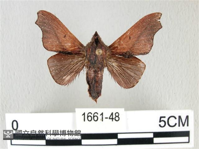 雙角小黑枯葉蛾藏品圖，第1張